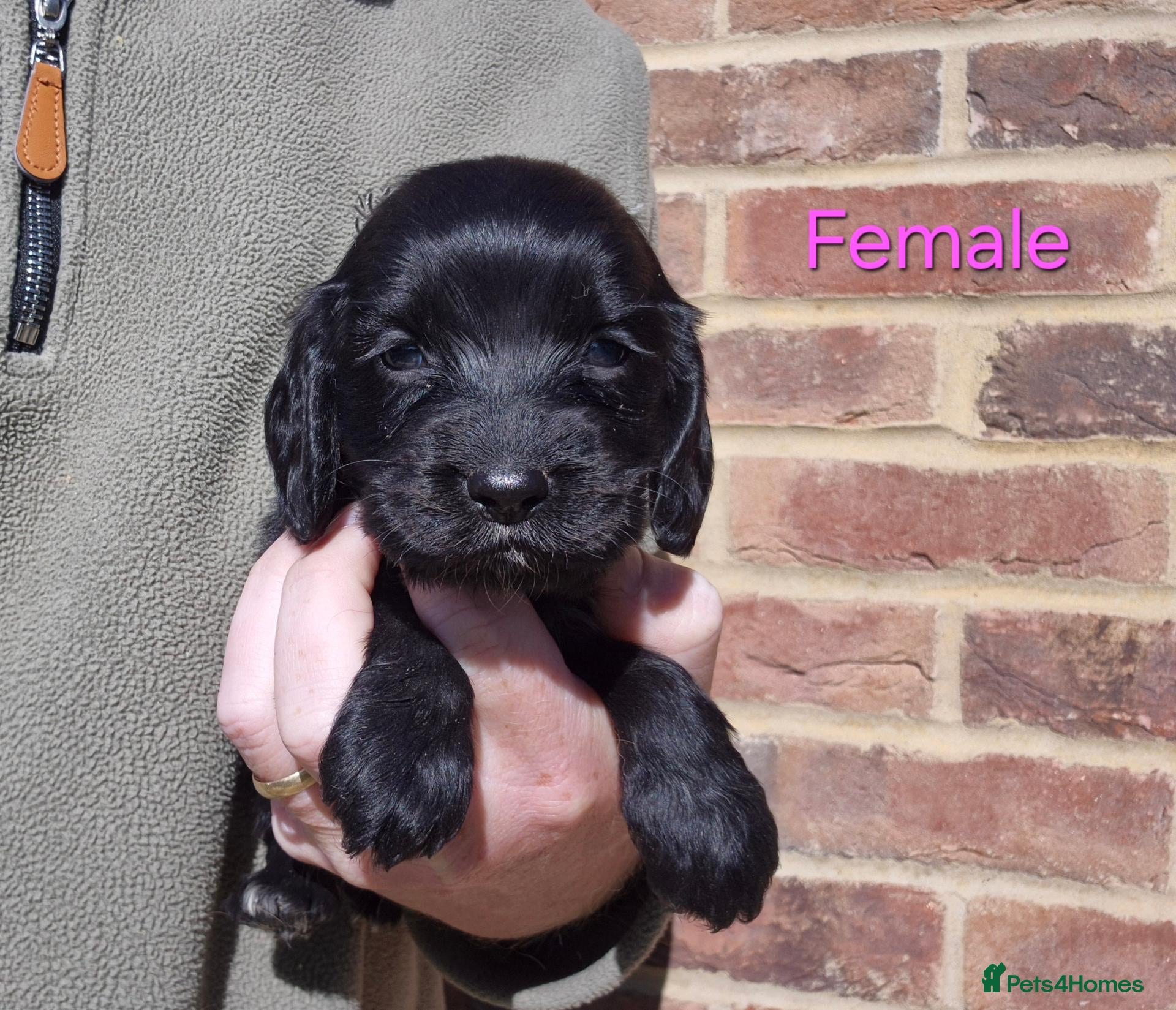 Cocker Spaniel dogs for sale: KC Show Type Cocker Spaniels - Advert 2