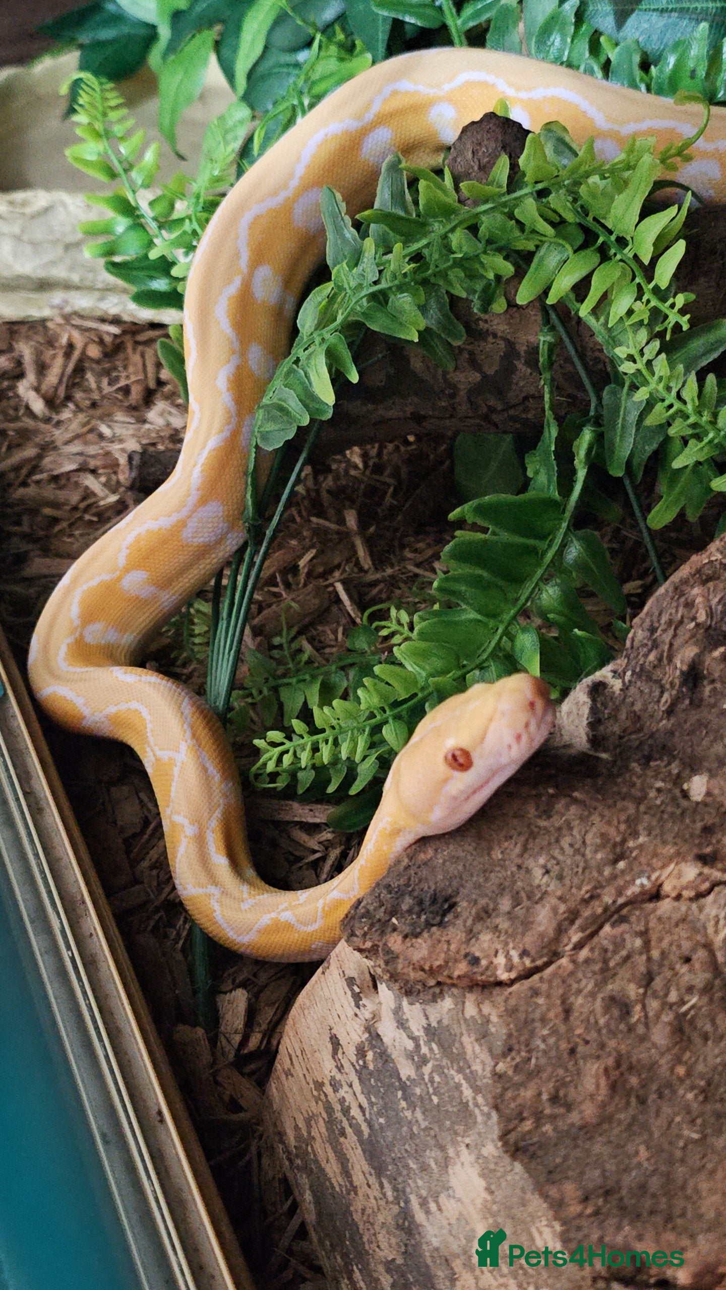 Snake reptiles Female dwarf white sunfire retic - Advert 6