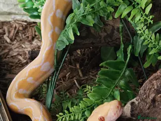 Snake reptiles Female dwarf white sunfire retic - Advert 2