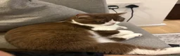 British Shorthair cats for sale: Bicolour British shorthair (brown and white) - Advert 17