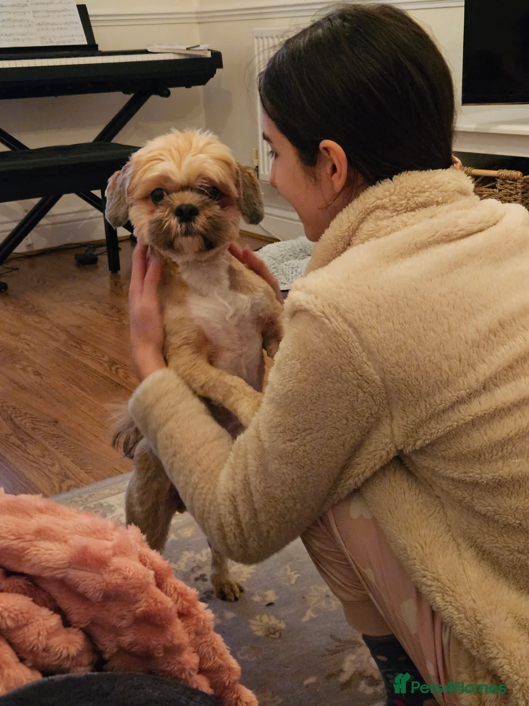 Shih Tzu dogs for sale: Loving Shih Tzu - Advert 1