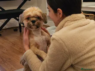 Shih Tzu dogs Loving Shih Tzu - Advert 1