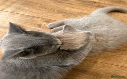 British Shorthair cats for sale: 2 lilac British shorthair boys 🐻💙🐻 - Image 17