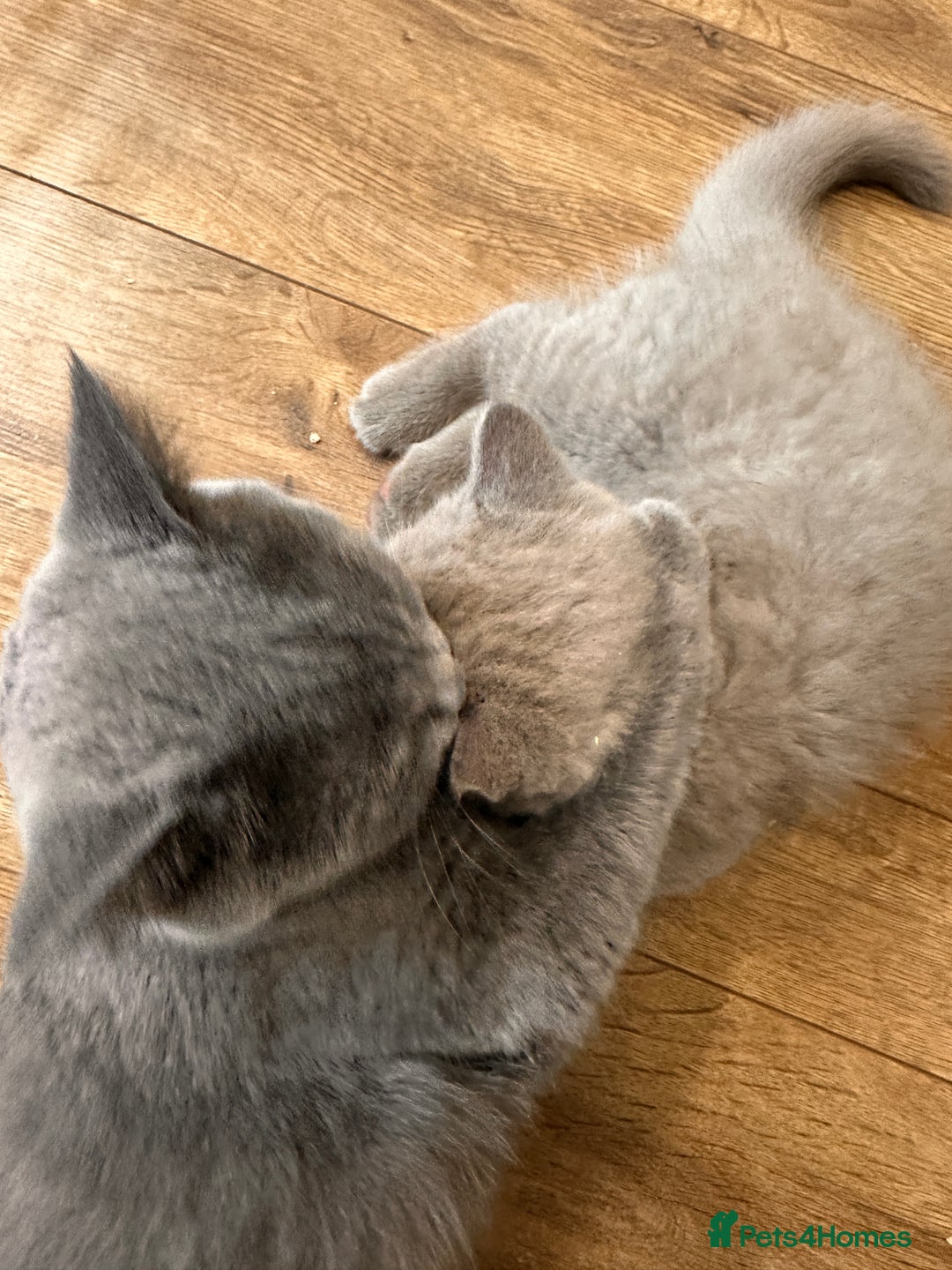 British Shorthair cats for sale: 2 lilac British shorthair boys 🐻💙🐻 - Image 17