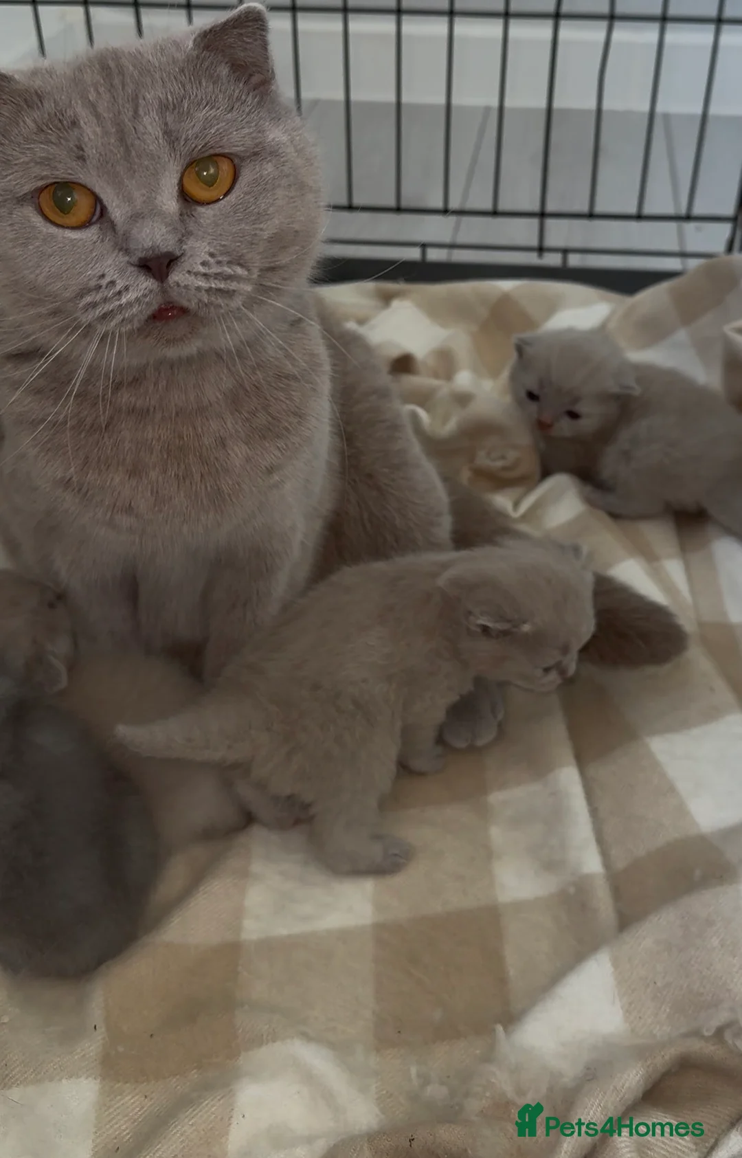 Scottish Fold cats for sale: Beautiful Scottish fold/straight kittens☺️ - Advert 2