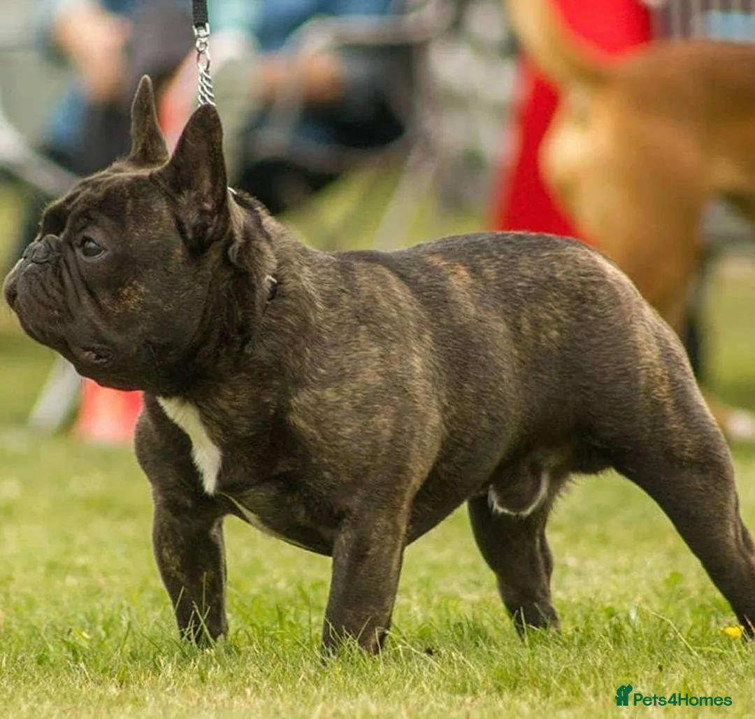 French Bulldog dogs for stud: Henri show winning red fawn stud  - Advert 30