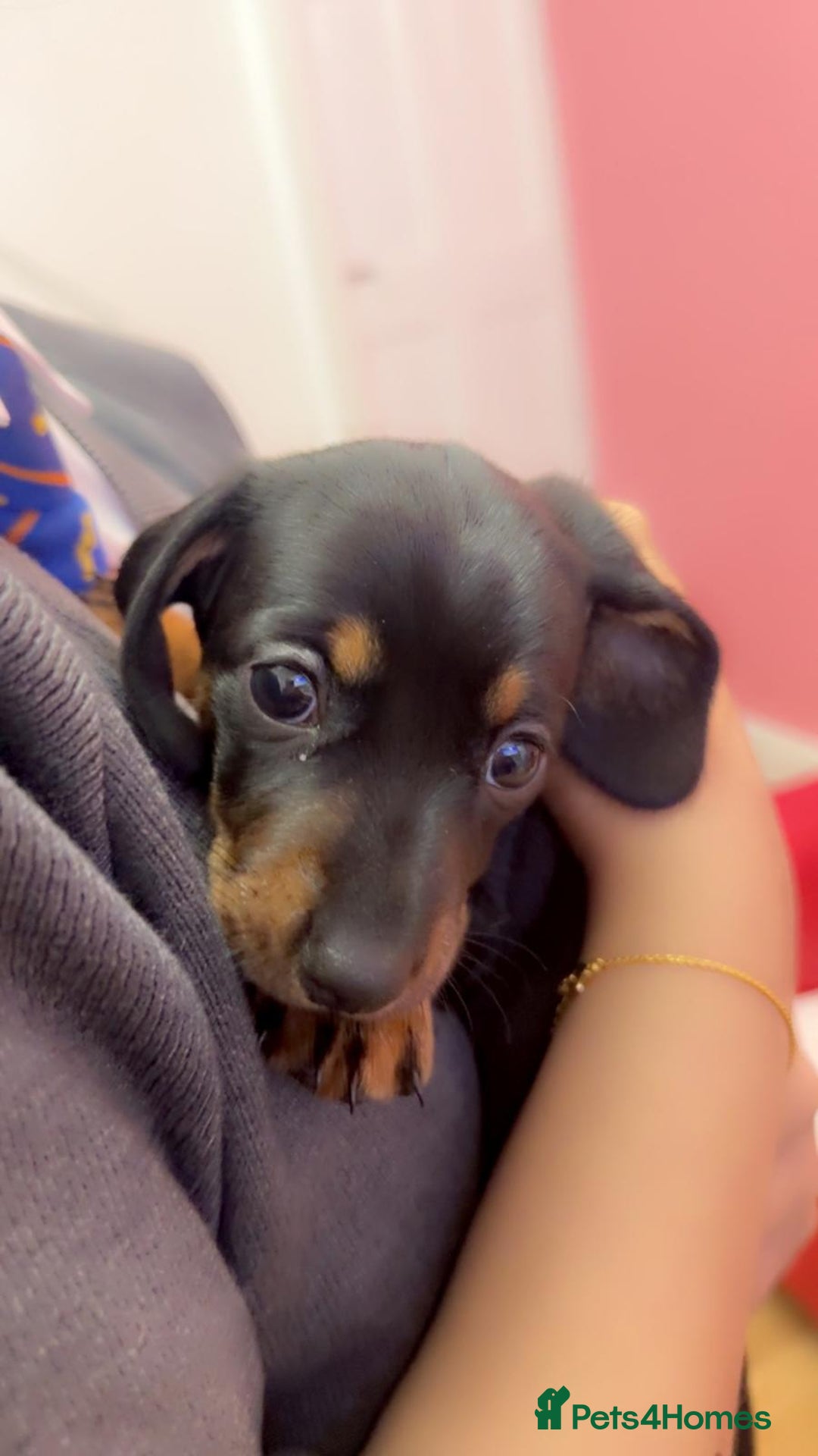 Miniature Dachshund dogs for sale: Puppy  - Advert 4