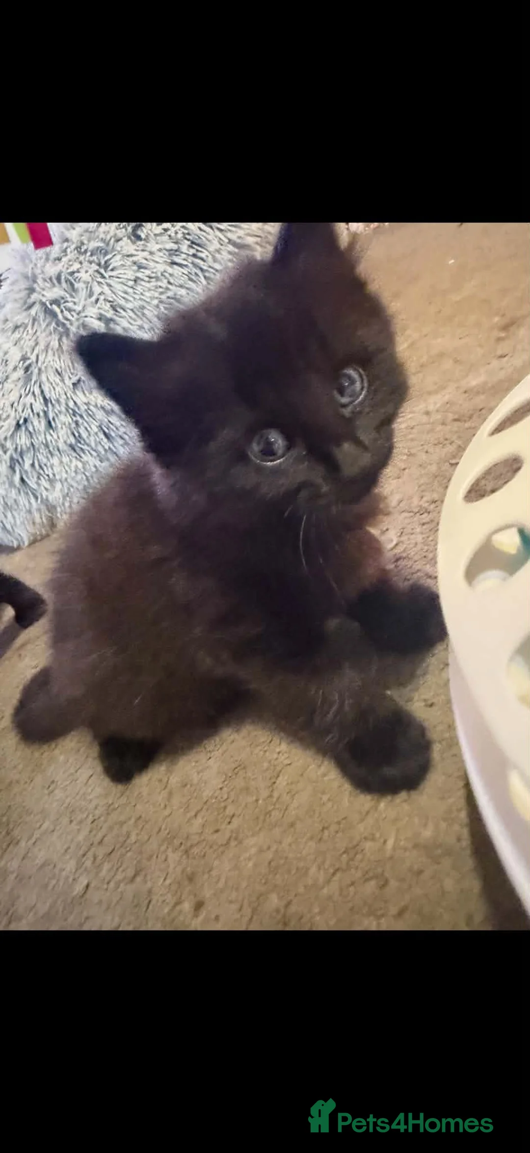 Mixed Breed cats for sale: Kittens for sale in Staines - Advert 2