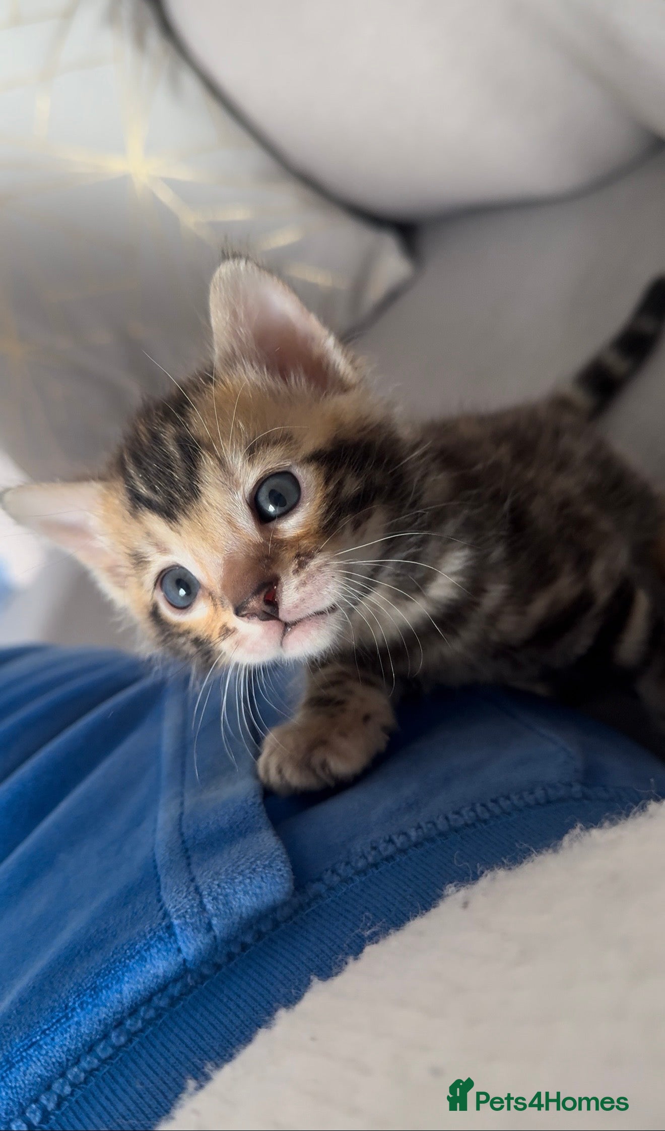 Bengal cats Pure Bengal kitten newborn - Advert 13