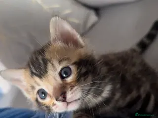 Bengal cats Pure Bengal kitten newborn - Advert 13