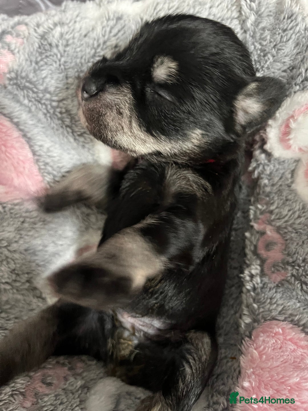 Miniature Schnauzer dogs for sale: Beautiful KC miniature Schnauzers  - Advert 14