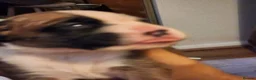 Boxer dogs for sale: Bobtail K C reg - Advert 6