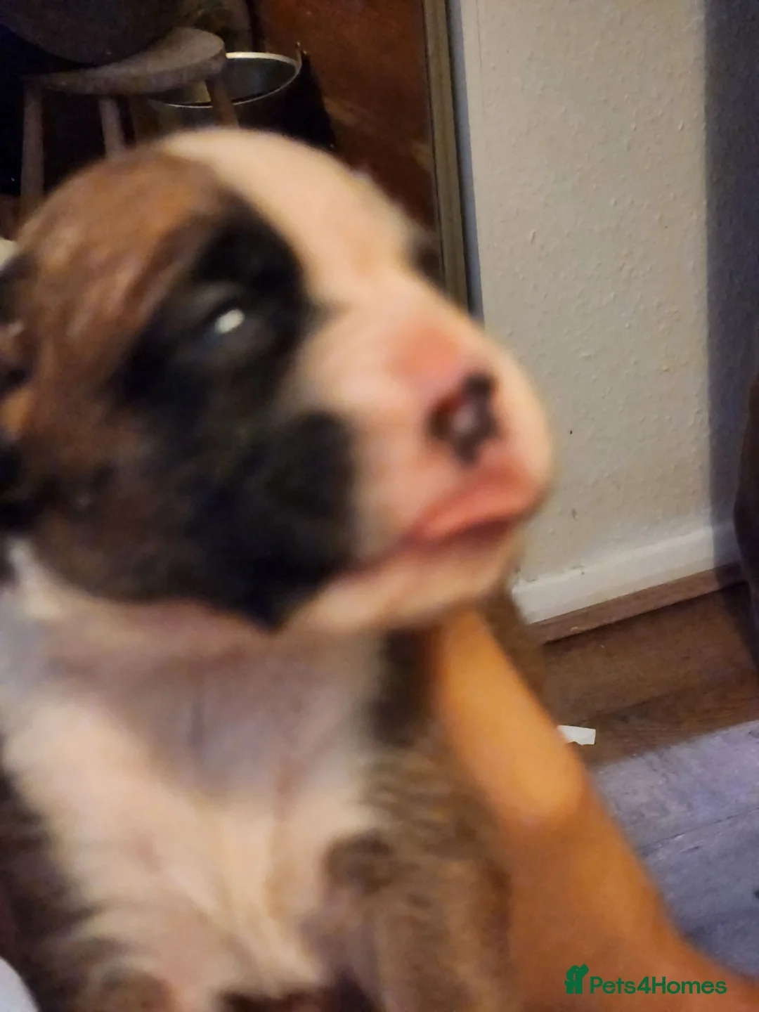 Boxer dogs for sale: Bobtail K C reg - Advert 28