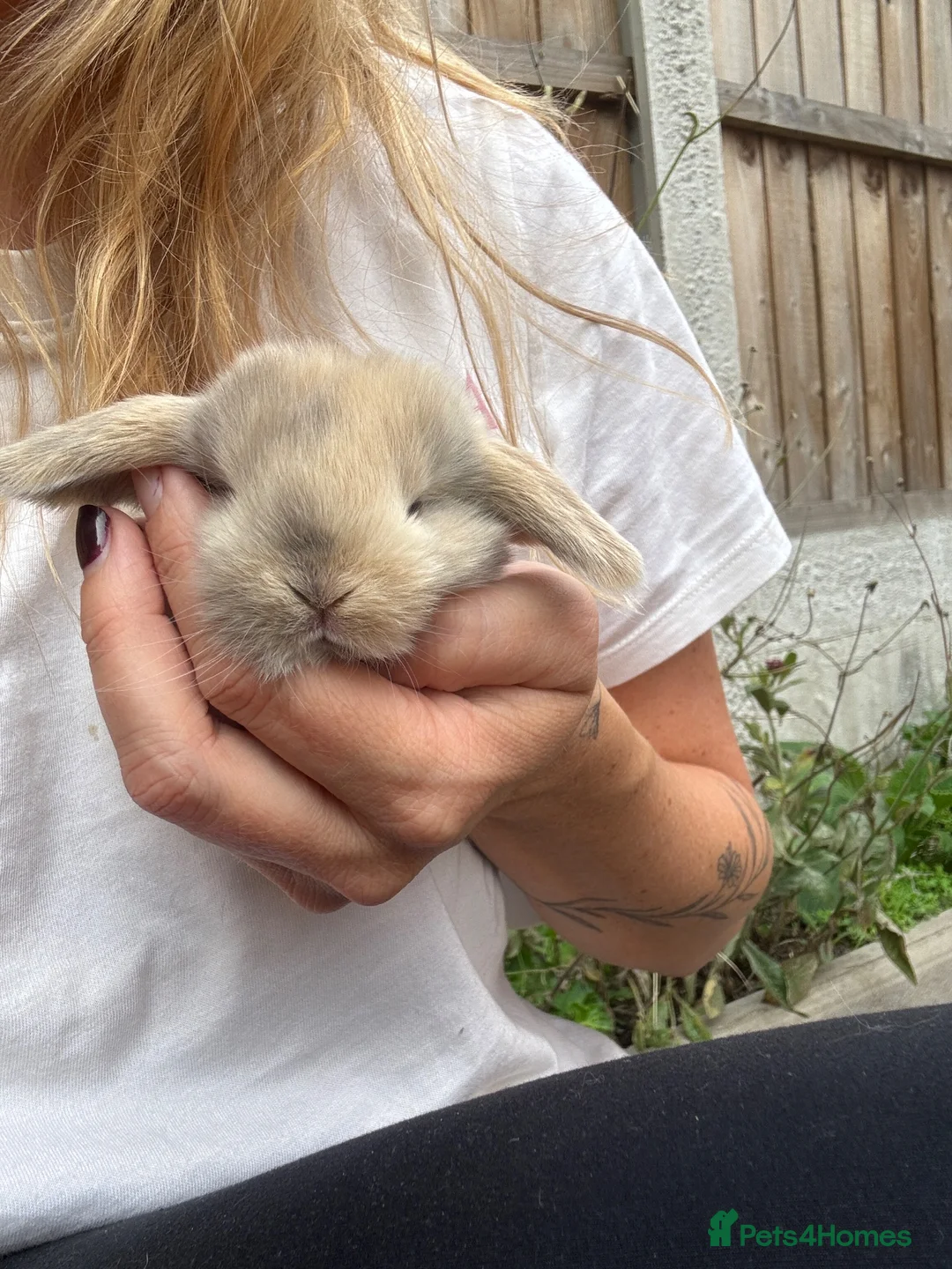 Mini Lop rabbits for sale: Baby mini lop rabbits in Nottingham - Advert 2