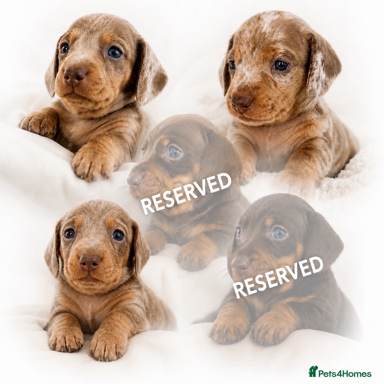 Miniature Dachshund dogs 🐾 Beautiful KC mini dachshund pups ready 25/07  - Advert 6