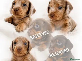 Miniature Dachshund dogs 🐾 Beautiful KC mini dachshund pups ready 25/07 - Advert 6