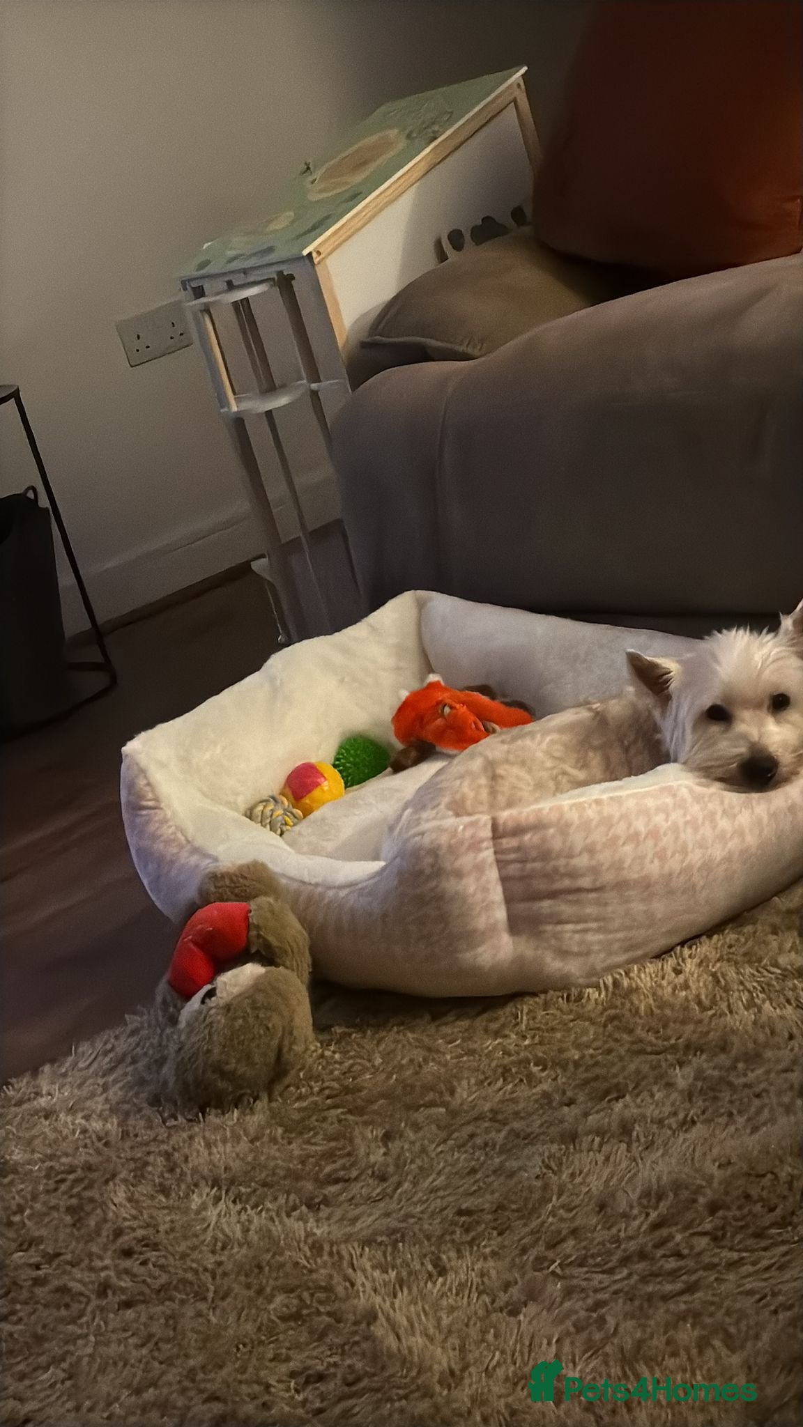 West Highland Terrier dogs Gorgeous girl Bella looking for her forever home  - Advert 12