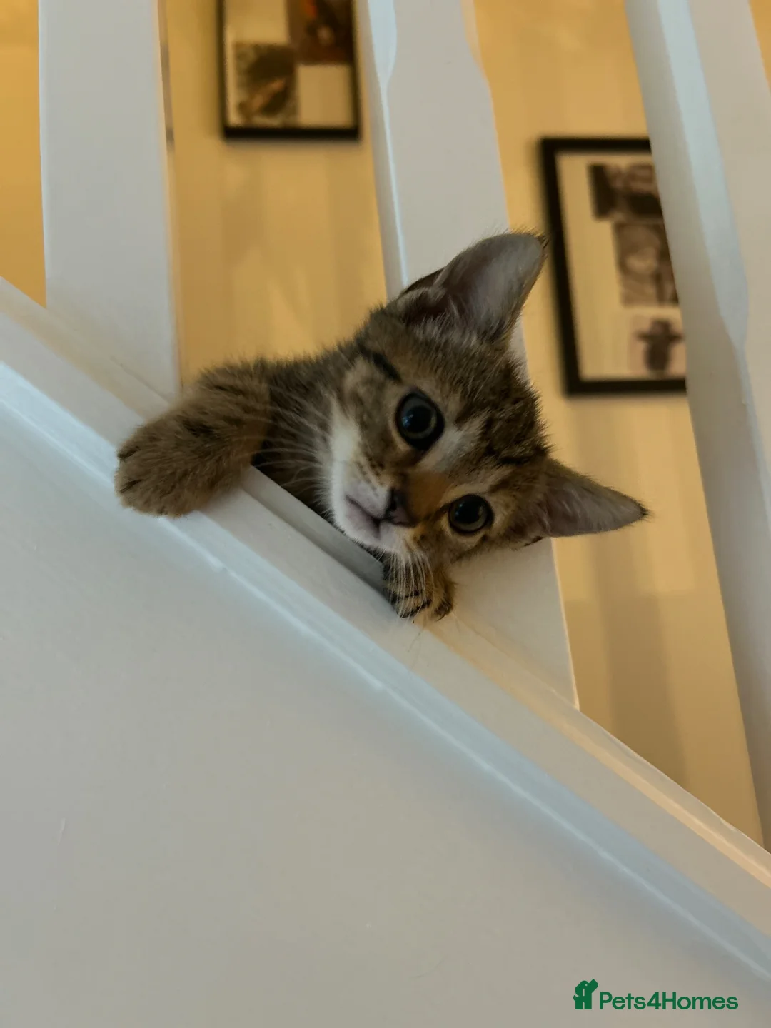 Mixed Breed cats for sale: 3 male kittens - Advert 1