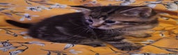 Mixed Breed cats for sale: Mixed Half Bengal kittens  - Advert 3