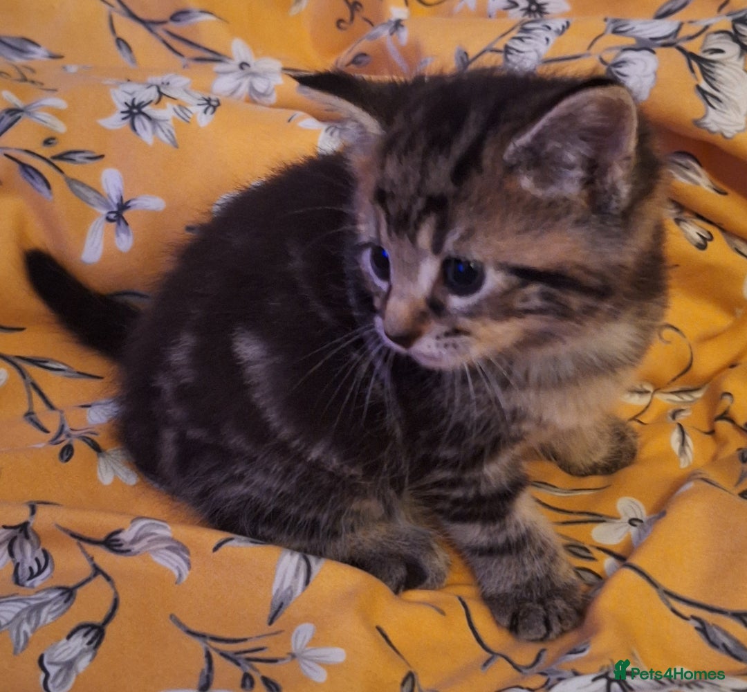 Mixed Breed cats for sale: Mixed Half Bengal kittens  - Advert 3