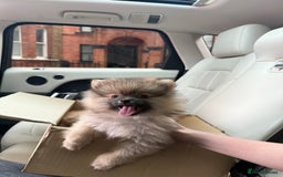 Pomeranian dogs for sale: 2 Pomeranian boys for sale in London  - Image 7