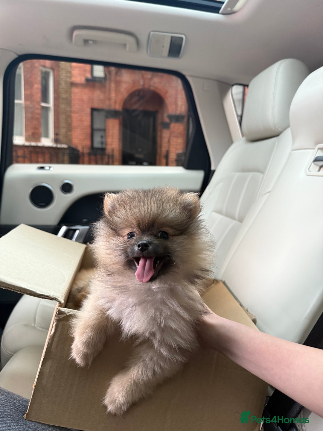 Pomeranian dogs for sale: 2 Pomeranian boys for sale in London  - Image 7
