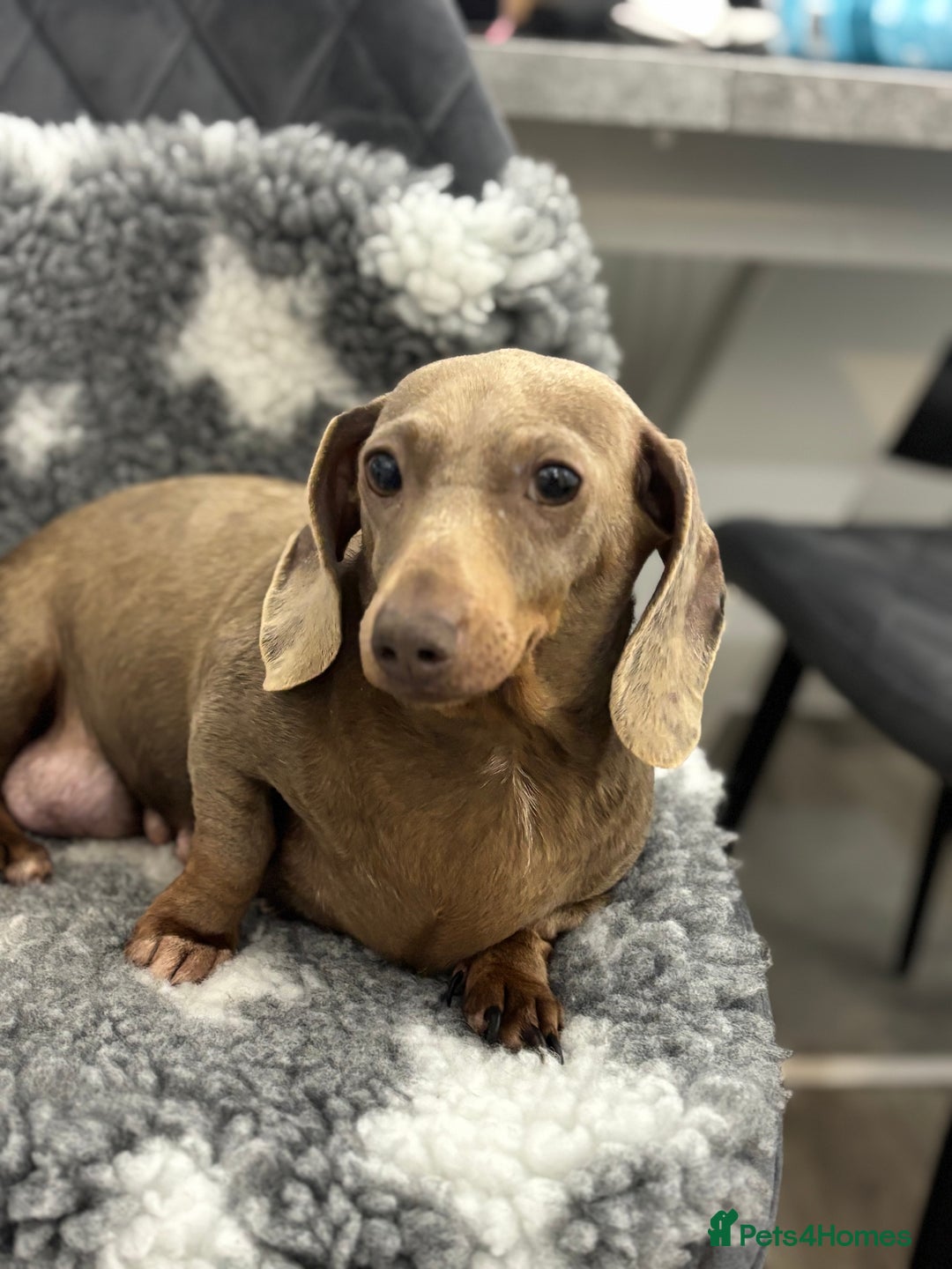 Miniature Dachshund dogs for sale: 7 Daschunds pups  - Advert 2