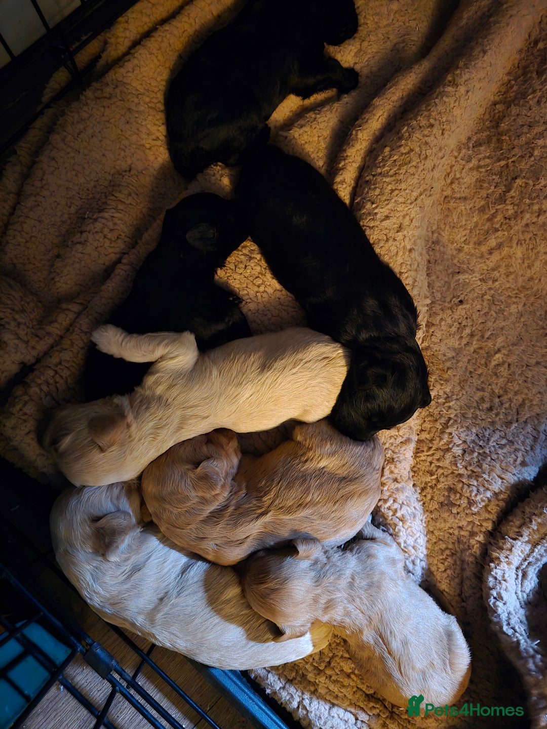 Labradoodle dogs for sale: Ready to go! gorgeous Teddy-Labradoodles - Advert 5