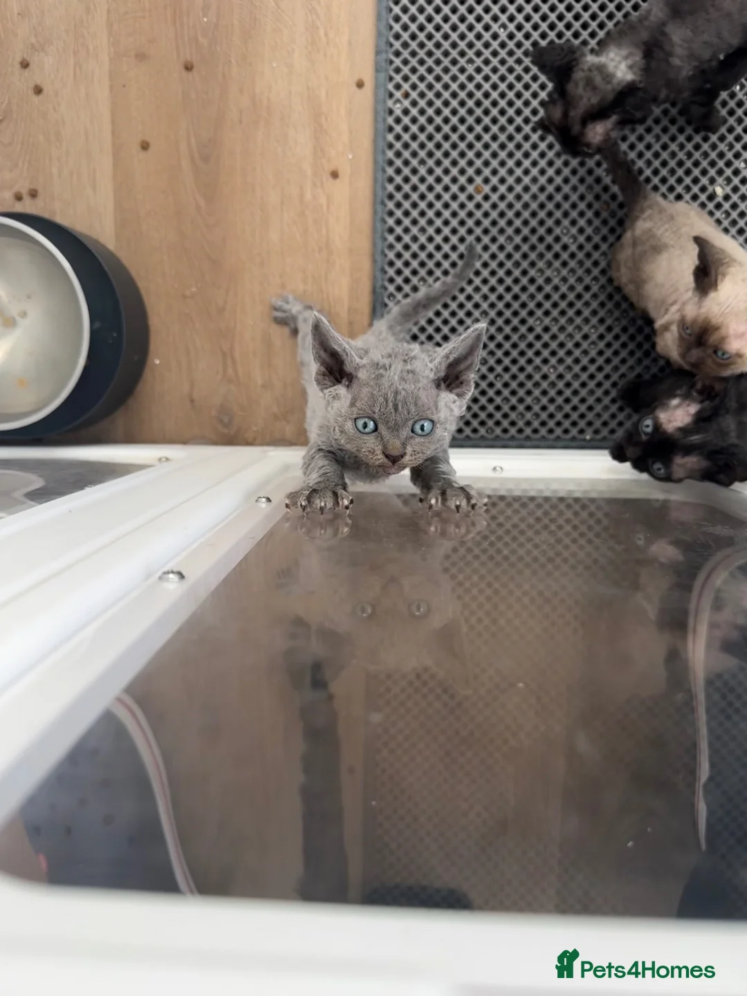 Devon Rex cats for sale: GCCF, kittens looking new home - Advert 19