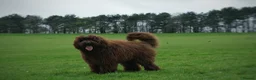 Labradoodle dogs for stud: F4 Standard Labradoodle (Fully Health Tested) - Advert 5