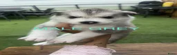 Siberian Husky dogs for sale: PURE SIBERIAN HUSKY PUPS - Advert 23