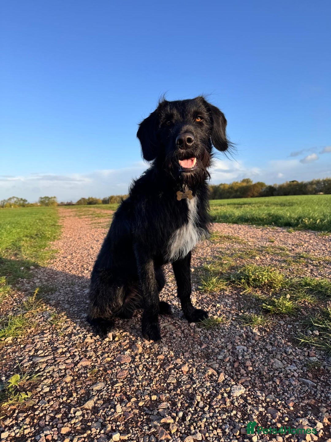 Labradoodle dogs for stud: F1b Miniature Labradoodle (Fully Health Tested) - Image 13