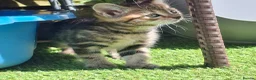 Mixed Breed cats for sale: Beautiful kittens in Norwich - Advert 8