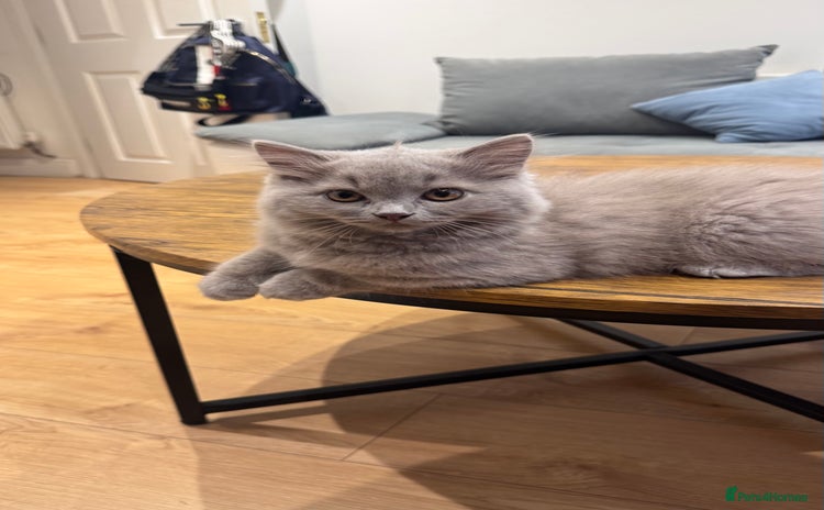 British Longhair cats in Watford - Advert 1