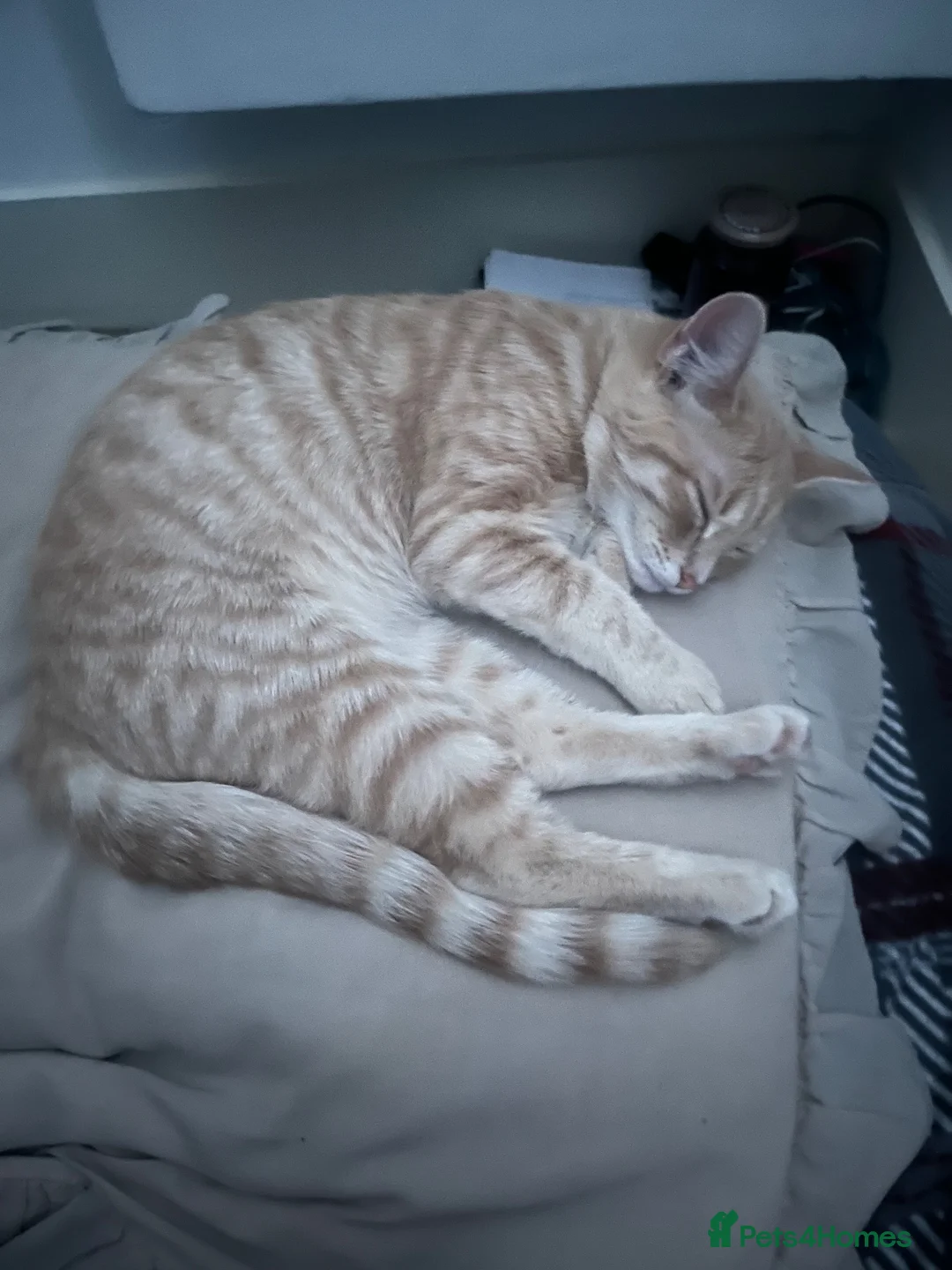 American Shorthair cats for sale: Aria - American Shorthair - Advert 5