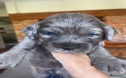 Cockapoo dogs for sale: Marble /tan cockerpoo - Image 23