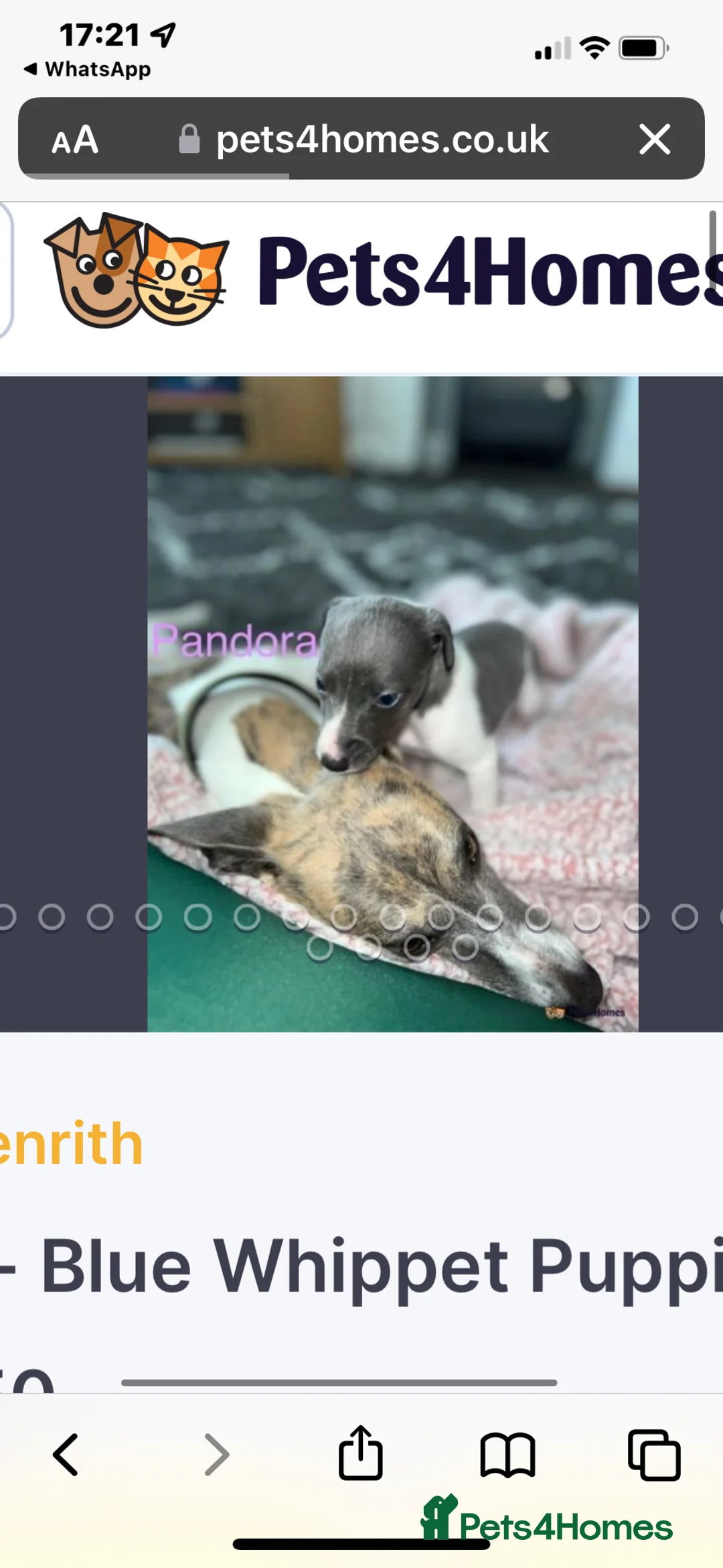 Whippet dogs for stud: Small 19",heart test clear,Full Blue Kc reg stud in Bishop Auckland - Advert 25