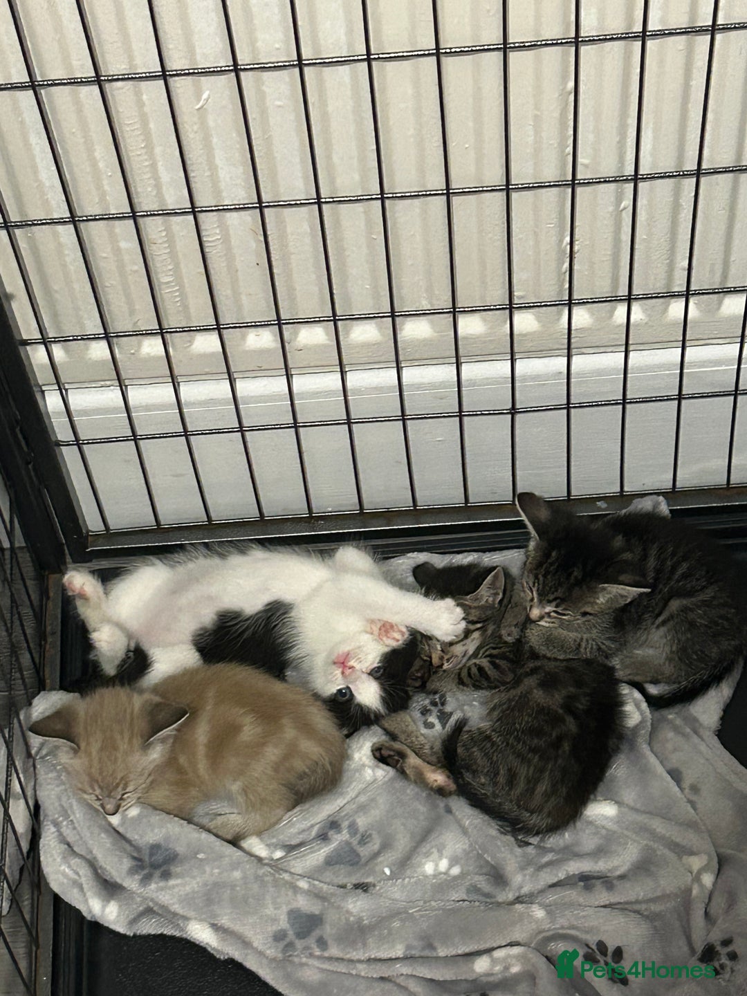 Ragamese cats for sale: Beautiful ragamese/bengal - Image 15