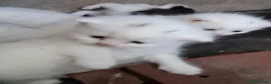 Turkish Van 2