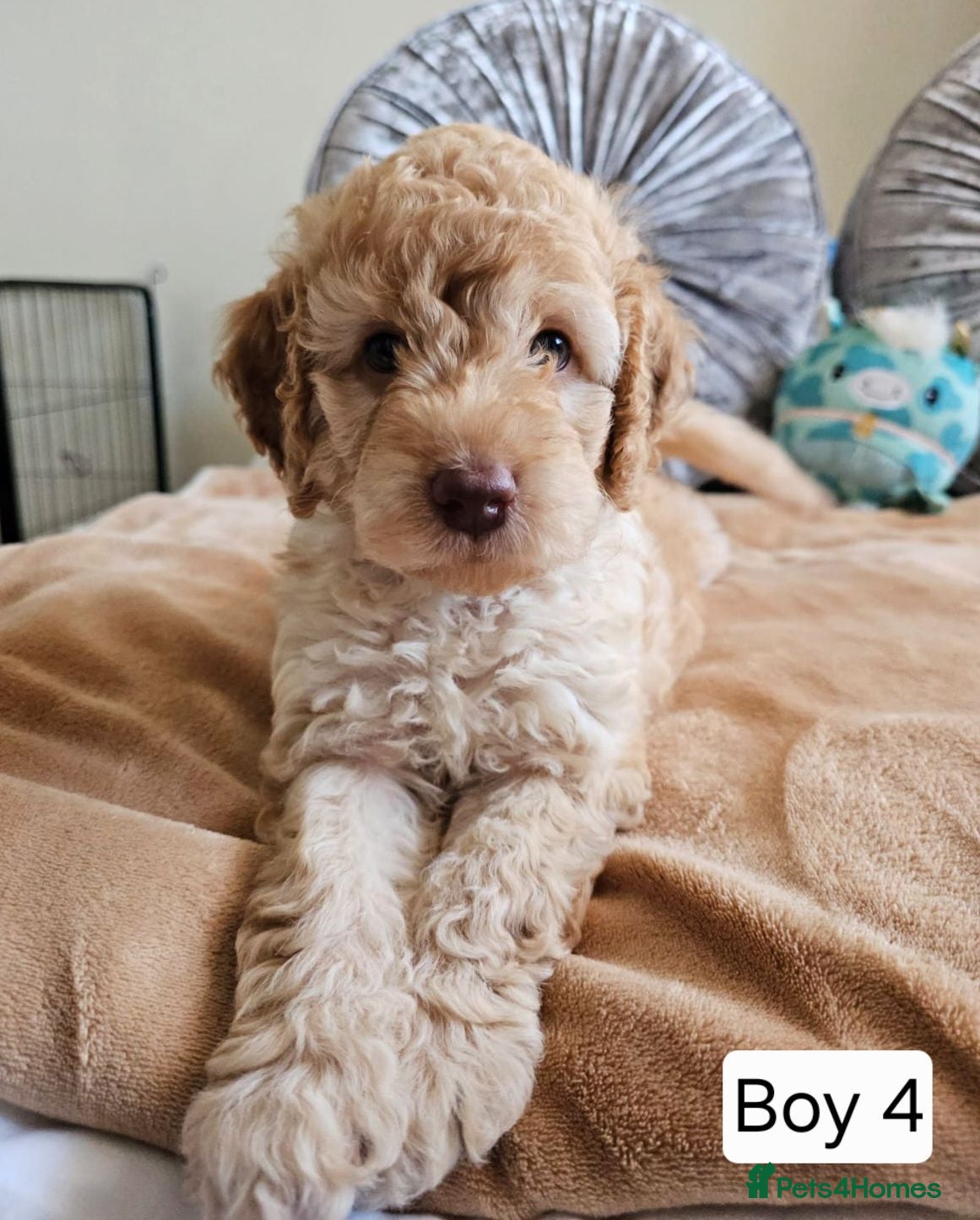 Cavapoo dogs Outstanding Cavapoo Puppies  - Advert 1