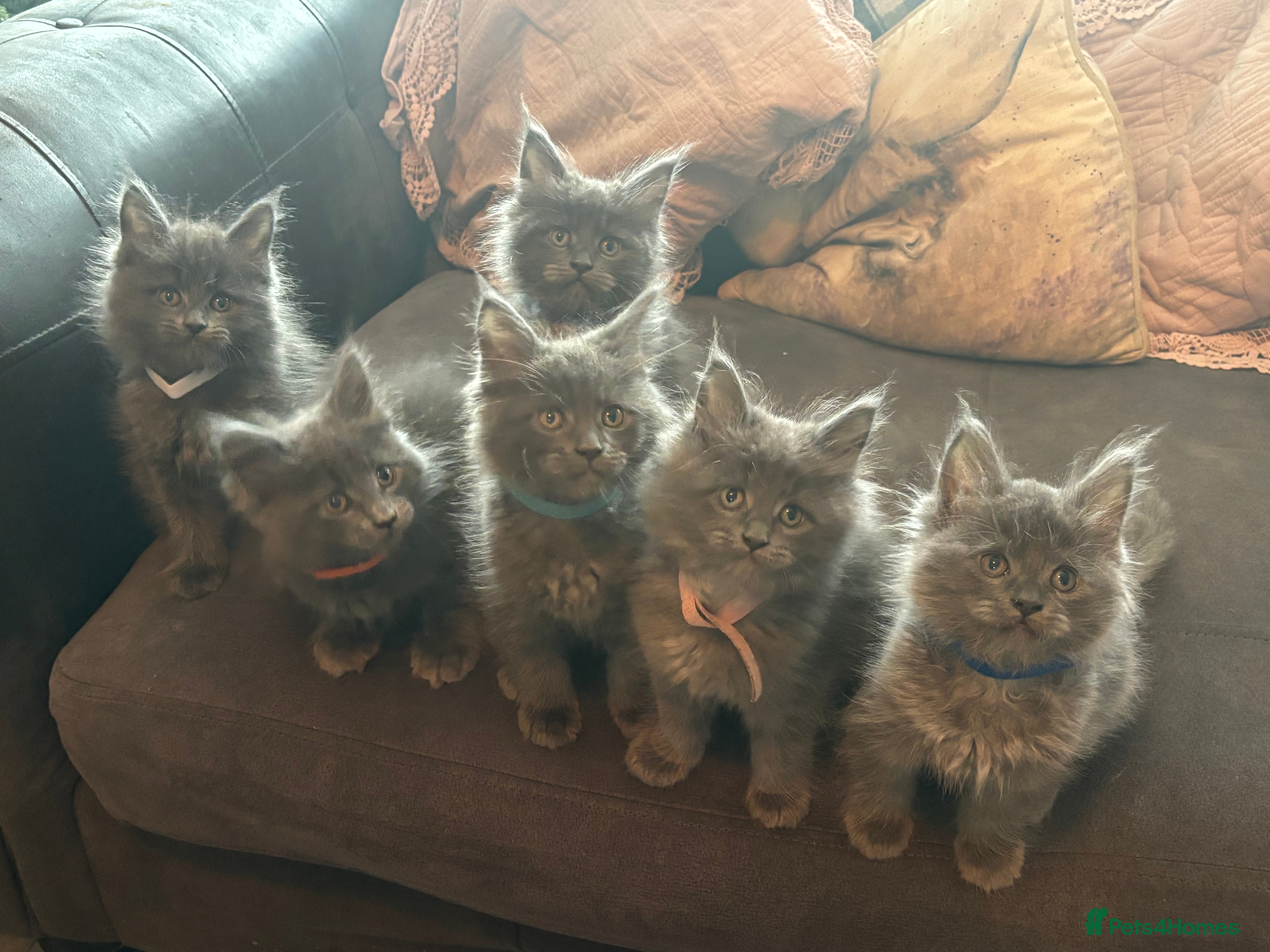 Maine Coon cats Blue Maine Coon Kittens – Active TICA Registered  - Advert 1