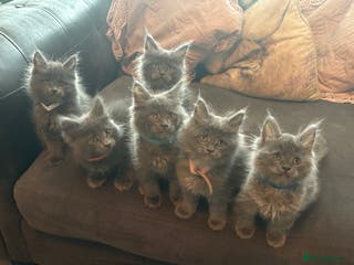 Maine Coon cats Blue Maine Coon Kittens – Active TICA Registered - Advert 3