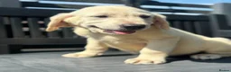 Goldador dogs for sale: GOLDADOR PUPPIES READY FOR NEW HOMES - Advert 8