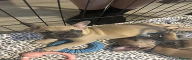 French Bulldog 2