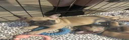 French Bulldog dogs for sale: READY TO HOME KC FRENCH BULLDOG PUPPIES - Advert 11