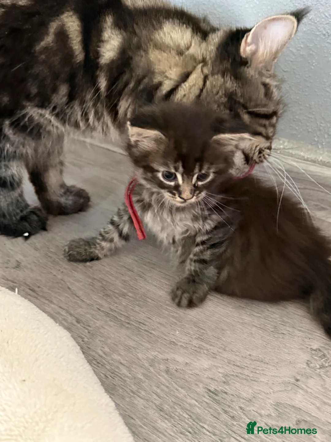 Maine Coon cats for sale: Maine Coon Kittens  - Advert 36