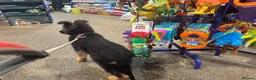 German Shepherd dogs for sale: KENNEL CLUB REG GIRL AVAILABLE  - Advert 12