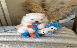 Pomeranian dogs for sale: Outstanding champion bloodline KC reg puppies  - Advert 8