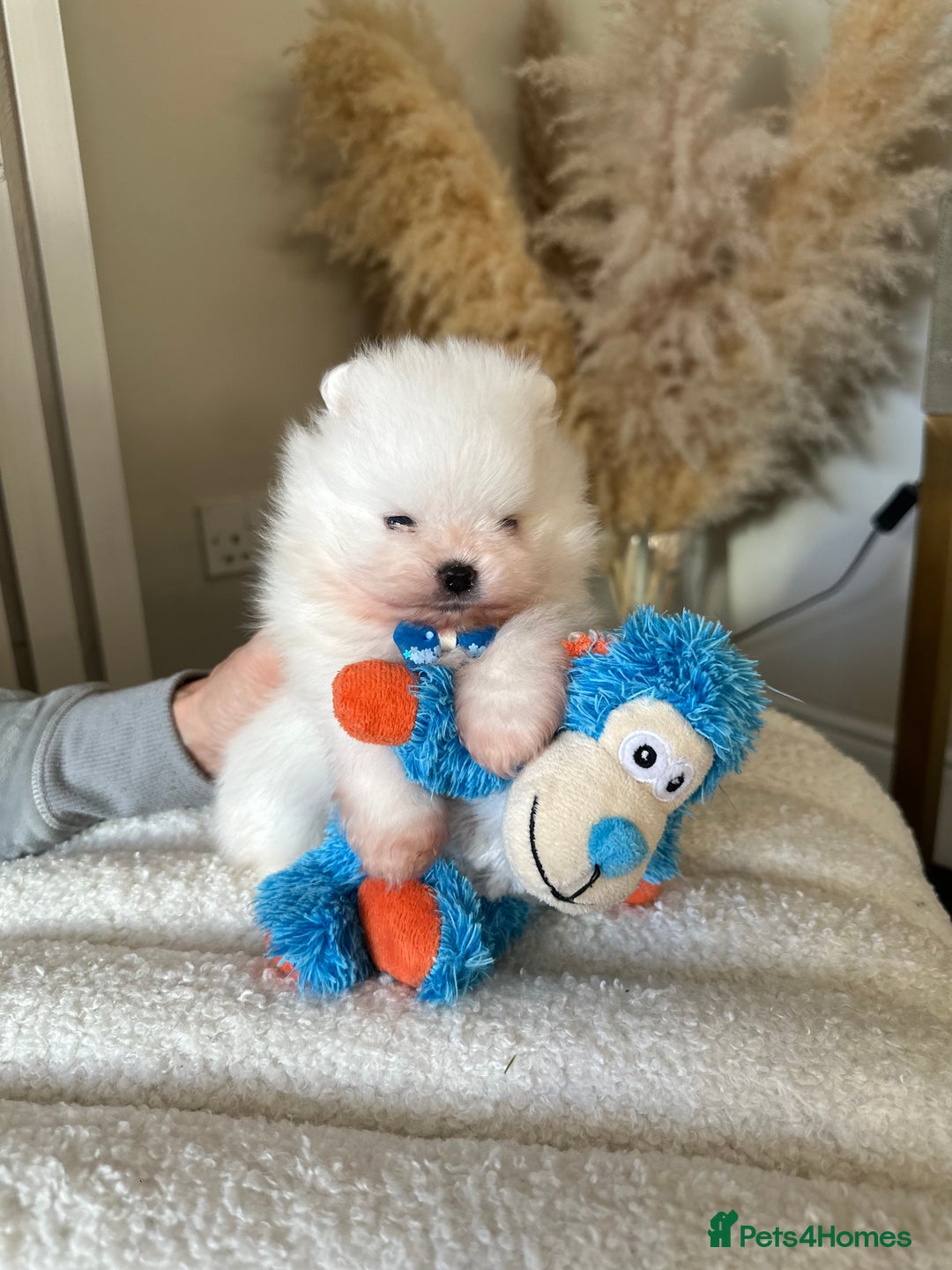 Pomeranian dogs for sale: Outstanding champion bloodline KC reg puppies  - Advert 8