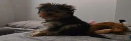 Yorkshire Terrier dogs for stud: Marco pablo in Liverpool - Advert 12